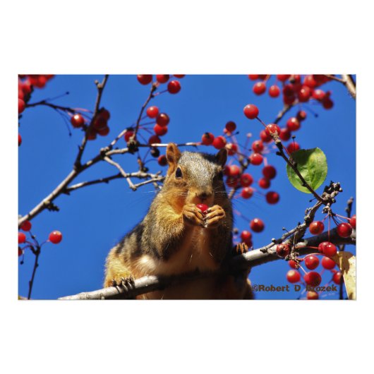 Kansas Fox Tail Squirrel Foto Poster. Foto Afdruk (Voorkant)