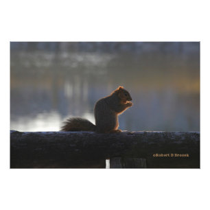 Kansas Fox Tail Squirrel Poster/Fotouitbreiding Foto Afdruk