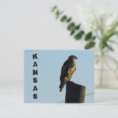 Kansas Hawk op een Kaart van Pole Closeup Post. (Staand voorkant)