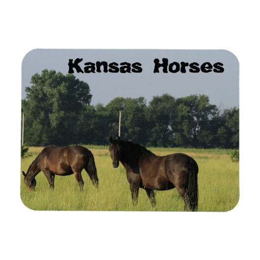 Kansas Horses in een weiland Magneet (Horizontaal)