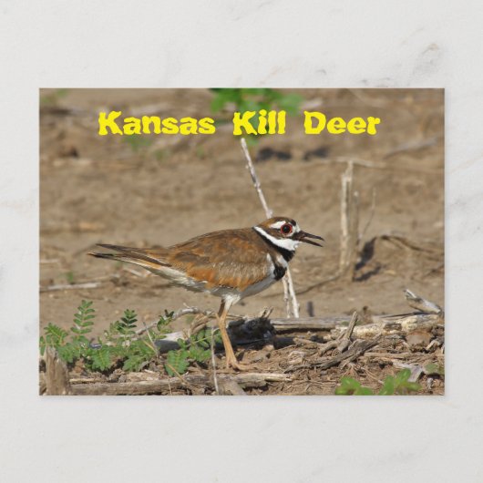 Kansas Kill Deer dans une CARTE POST. (Devant)