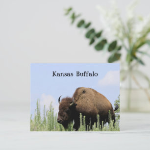 Kansas kleurrijke Buffalo Maxwell Wildlife Refuge Briefkaart