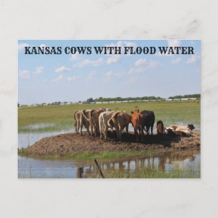 Kansas Koeien met overstromingswater Post Kaart