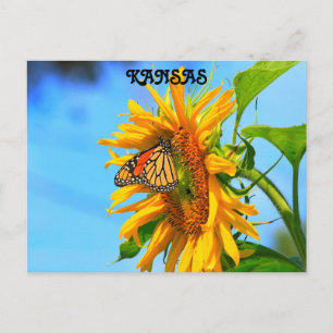 Kansas Monarch Butterfly op een zonnebloem Briefkaart