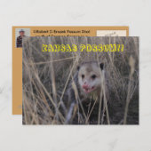 Kansas Possum Post Card. Briefkaart (Voorkant / Achterkant)