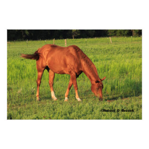 Kansas Red Horse in een Pasture Fotouitbreiding Foto Afdruk
