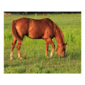 Kansas Red Horse in een puin Foto Afdruk (Voorkant)