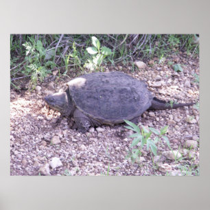 Kansas Snapping Turtle Poster