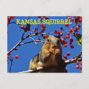 Kansas Squirrel die een rode Berry Post Kaart eet