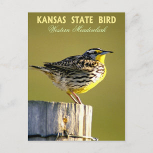 Kansas State Bird - Westerne Meadowlark Briefkaart