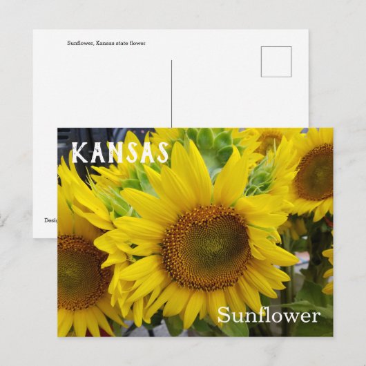 Kansas State Flower Sunflower Briefkaart (Voorkant / Achterkant)