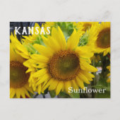 Kansas State Flower Sunflower Briefkaart (Voorkant)