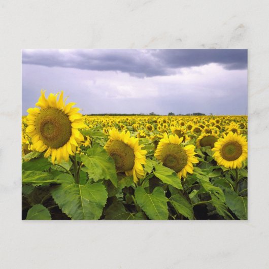 Kansas State Flower - The Sunflower Briefkaart (Voorkant)