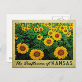 Kansas Sunflower Briefkaart (Voorkant / Achterkant)