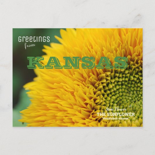 Kansas Sunflower Greetings Briefkaart (Voorkant)