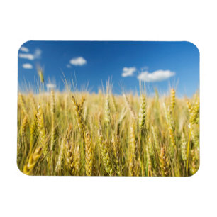 Kansas Wheat Magneet