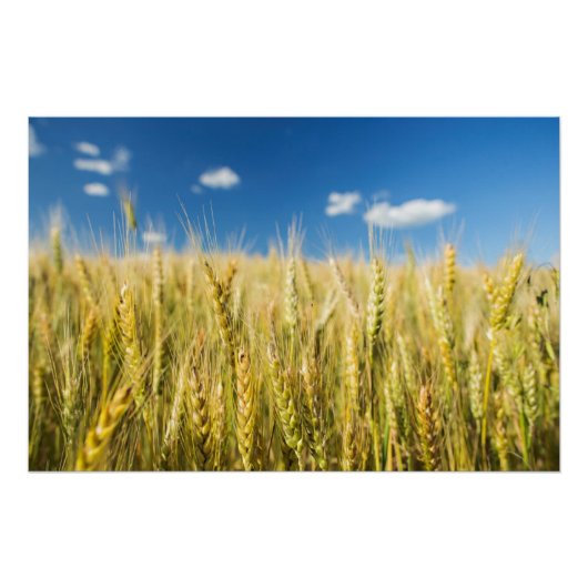 Kansas Wheat Perfect Poster (Voorkant)