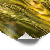 Kansas Wheat Perfect Poster (Hoek)