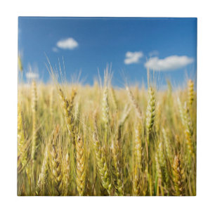 Kansas Wheat Tegeltje