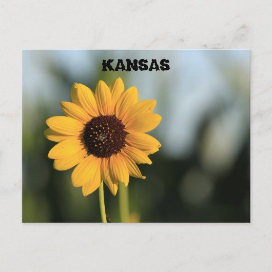 Kansas Wild Sunflower Post Kaart (Voorkant)