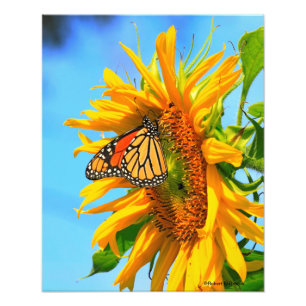 Kansas Zonnebloem met een Monarch Vlinder close-up Foto Afdruk