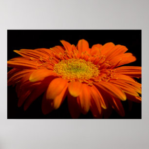 Kant op Gerber Poster