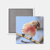 Kantelbare Redpoll Magnet Magneet (Voorkant / Achterkant)