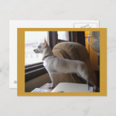 Kantoor Chihuahua Briefkaart (Voorkant / Achterkant)