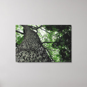 Kapok Tree @ Funchal Botanic Park, Portugal Canvas Afdruk