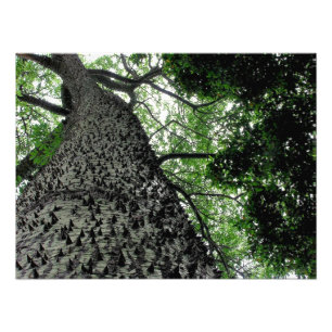 Kapok Tree @ Funchal, Portugal Foto print Afdruk