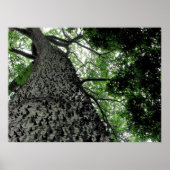 KapoK Tree Print (Voorkant)