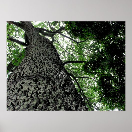 KapoK Tree Print (Voorkant)
