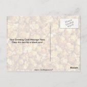 karamelmaïs briefkaart (Achterkant)