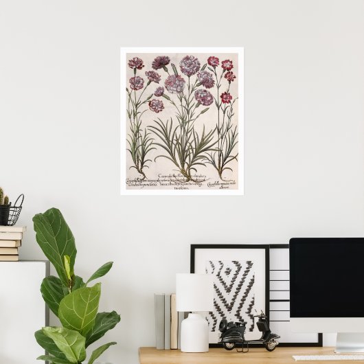Karanjers: 1.Caryophyllus flore majore; 2. Caryop Poster (Thuiskantoor)