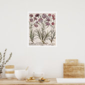 Karanjers: 1.Caryophyllus flore majore; 2. Caryop Poster (Keuken)