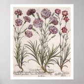 Karanjers: 1.Caryophyllus flore majore; 2. Caryop Poster (Voorkant)