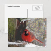 Kardinaal aan de feeder briefkaart (Voorkant / Achterkant)