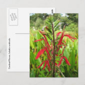 Kardinaal Bloem, Lobelia cardinalis Briefkaart (Voorkant / Achterkant)