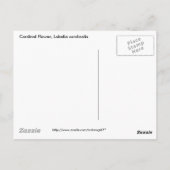 Kardinaal Bloem, Lobelia cardinalis Briefkaart (Achterkant)