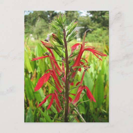 Kardinaal Bloem, Lobelia cardinalis Briefkaart (Voorkant)