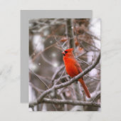 Kardinaal Feestdagenkaart (Voorkant / Achterkant)