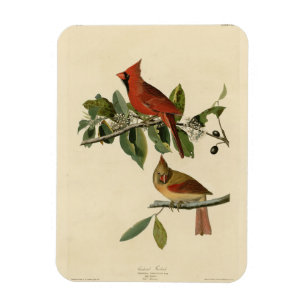 Kardinaal Grosbeak van de Amerikaanse vogels van A Magneet