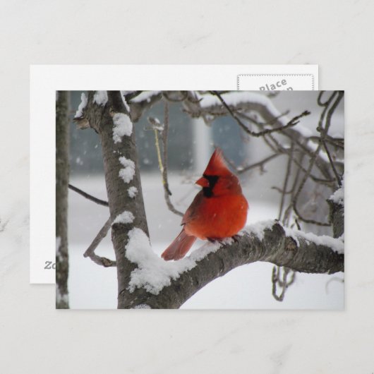 Kardinaal in boombriefkaart briefkaart (Voorkant / Achterkant)