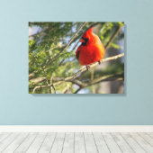 Kardinaal in de pijnbomen canvas afdruk (Insitu (Houten vloer))