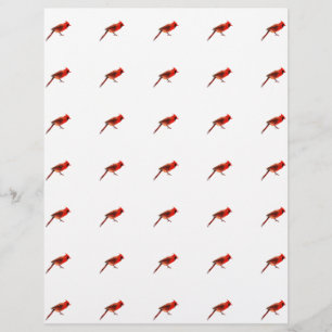 Kardinaal/Kardinalen Flyer