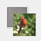 Kardinaal Magneet (Voorkant / Achterkant)