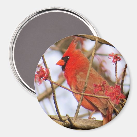 Kardinaal Magnet Magneet (Voorkant / Achterkant)