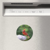 Kardinaal op Birdbat Magnet Magneet (Insitu (Vaatwasser))