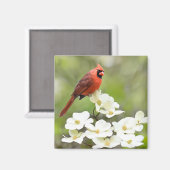 Kardinaal op Dogwood Tree Magneet (Voorkant / Achterkant)