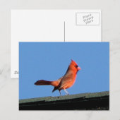 Kardinaal op een weg briefkaart (Voorkant / Achterkant)